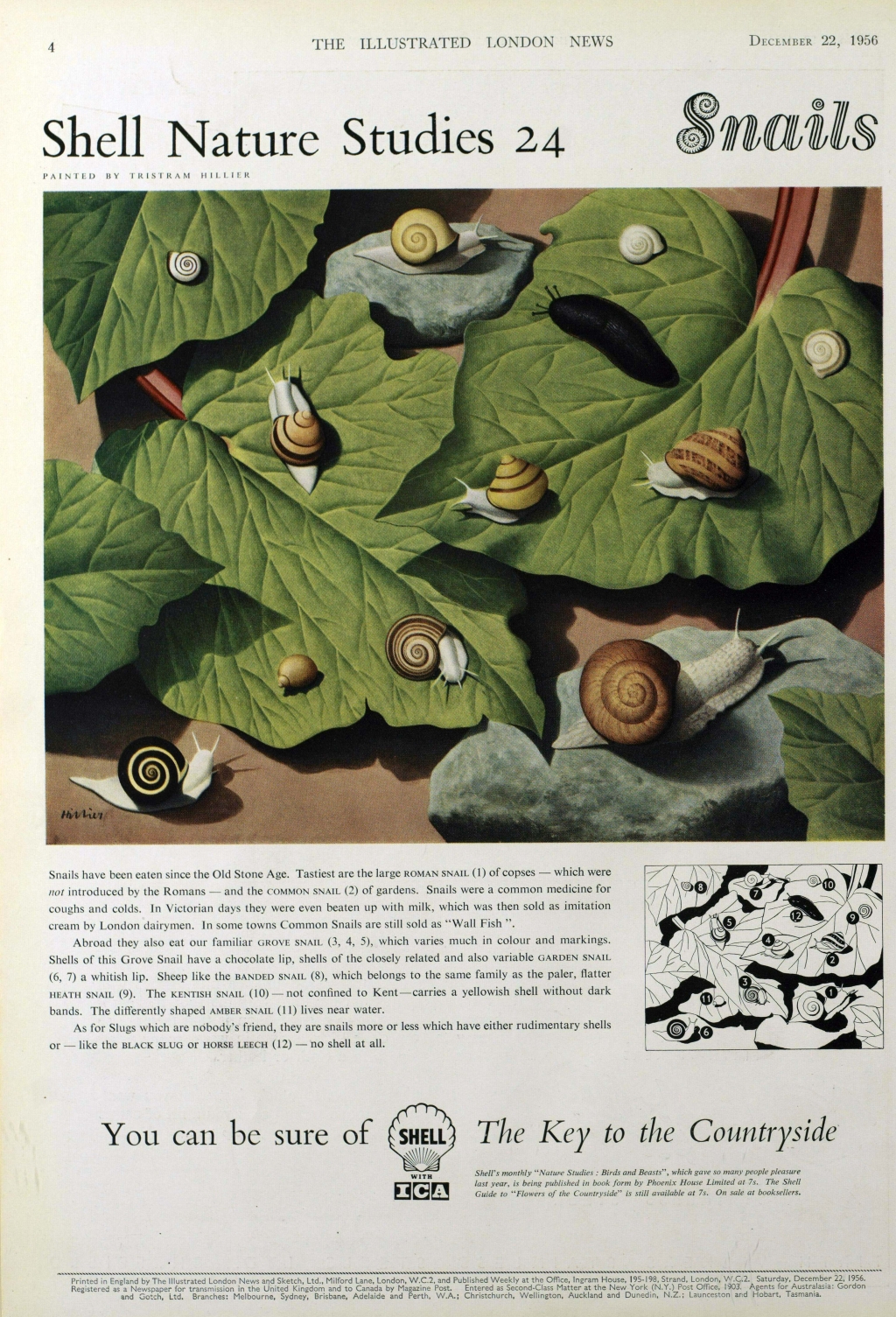 shell advert Snails
